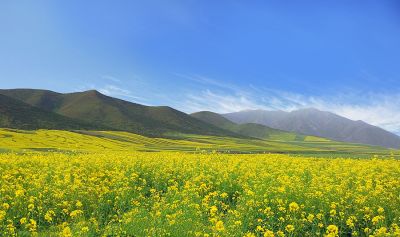 衡山萬畝機(jī)直播油菜花盛開
